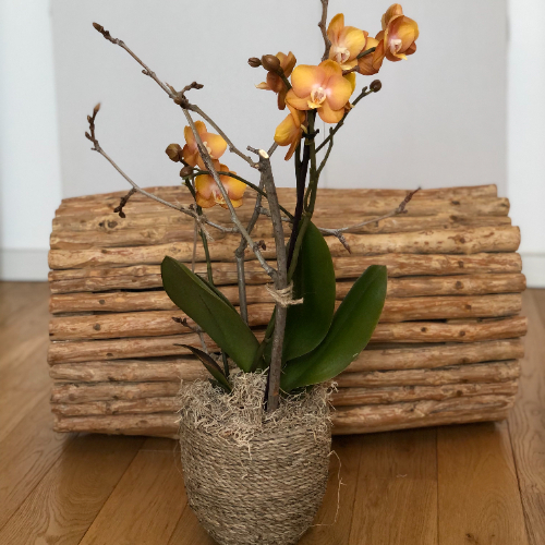 Virginie Sellem  L'ART QUI POUSSE